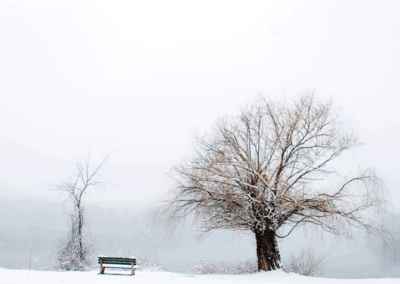 An orange ossage tree and bench in FDR State Park, New York, in winter.