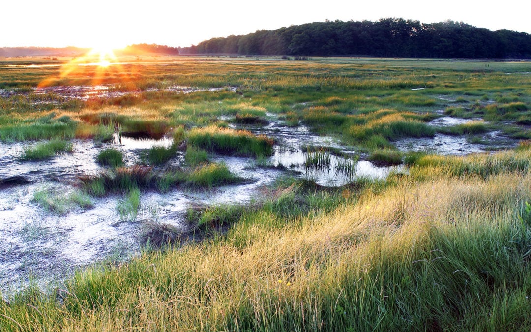 The Great Marsh at sunrise in mid-summer, showing the restoration of the wetland by the Massachusetts Division of Ecological Restoration