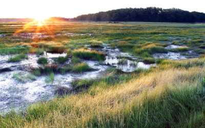 Great Marsh, Early Morning | Newman, Massachusetts