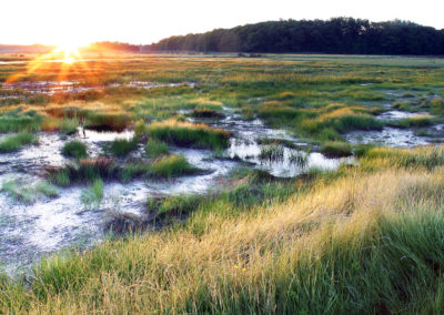 The Great Marsh at sunrise in mid-summer, showing the restoration of the wetland by the Massachusetts Division of Ecological Restoration