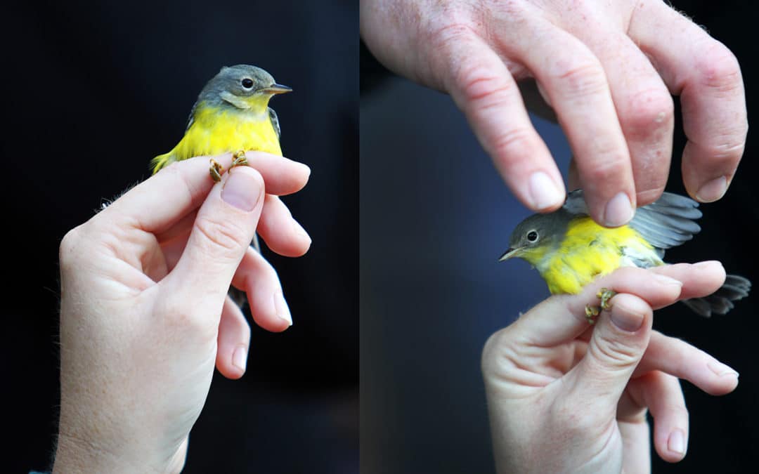Bird Banding, Albany Pine Bush Pine Barren