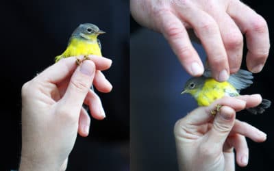 Bird Banding, Albany Pine Bush Pine Barren